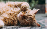 Was the cat tower really invented to treat depression in cats?